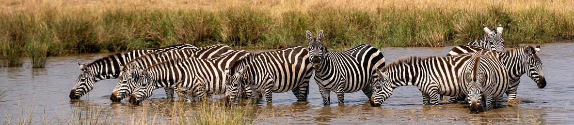 4-Day Group Safari to Mara Lake Nakuru Budget Adventure